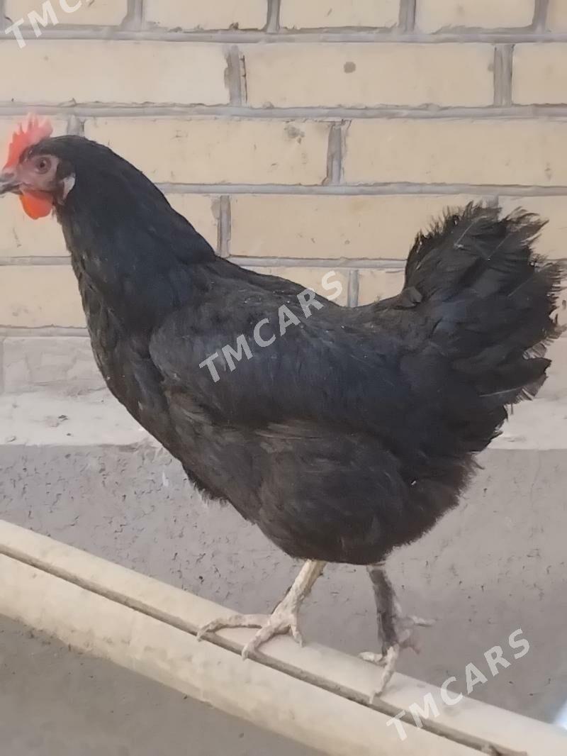 TOWUKLAR - Сакар - img 6