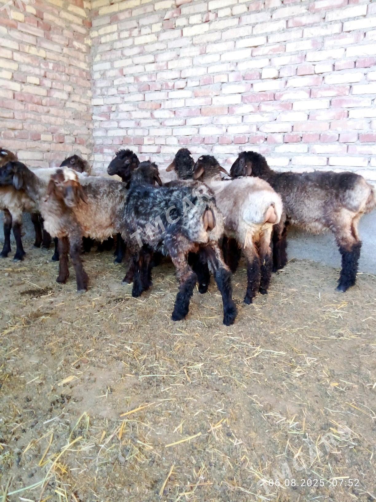 Gurat Toklylar - Gökdepe - img 3