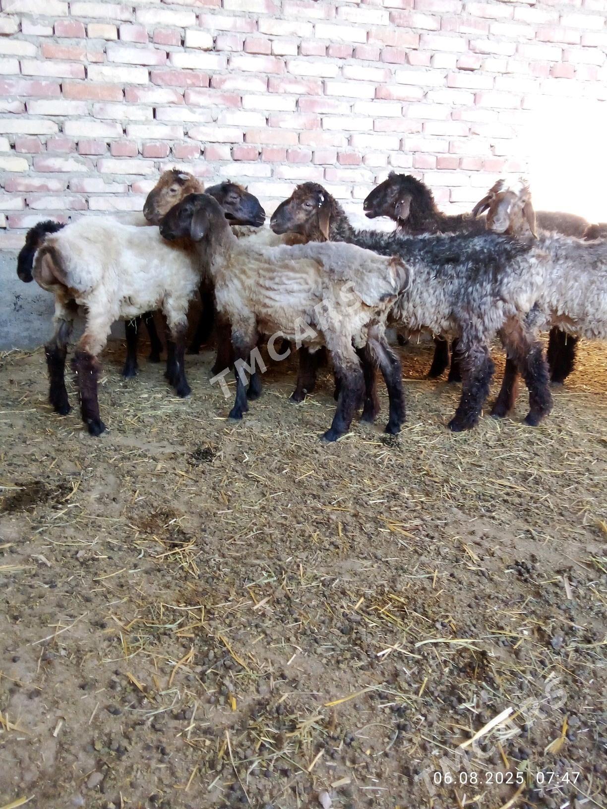 Gurat Toklylar - Gökdepe - img 2