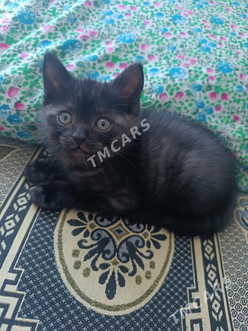 Котёнок - Türkmenabat - img 2