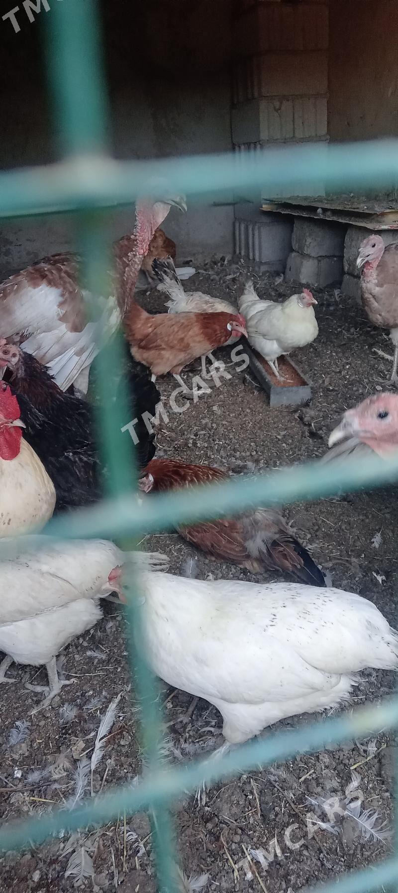 Towuk - Çoganly - img 3