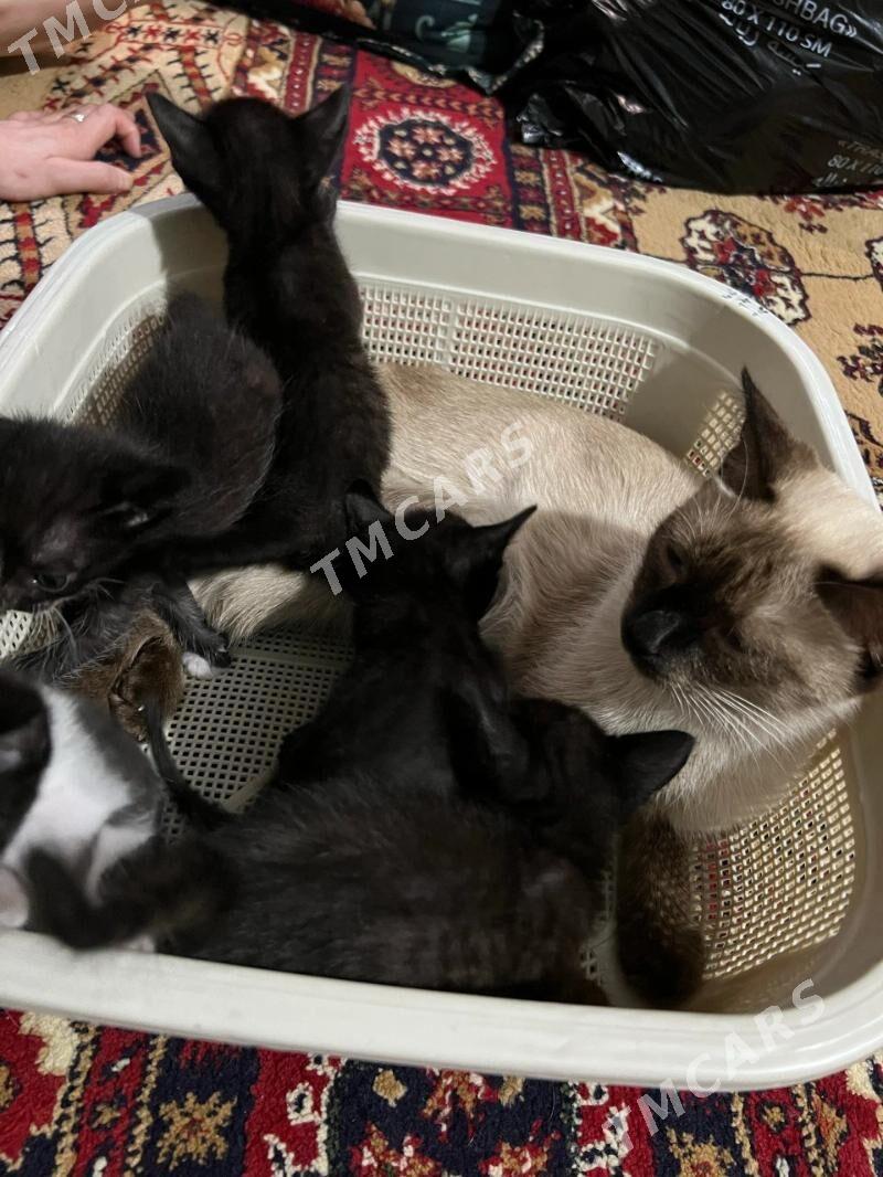 Котята , Pusijekler - Мары - img 5