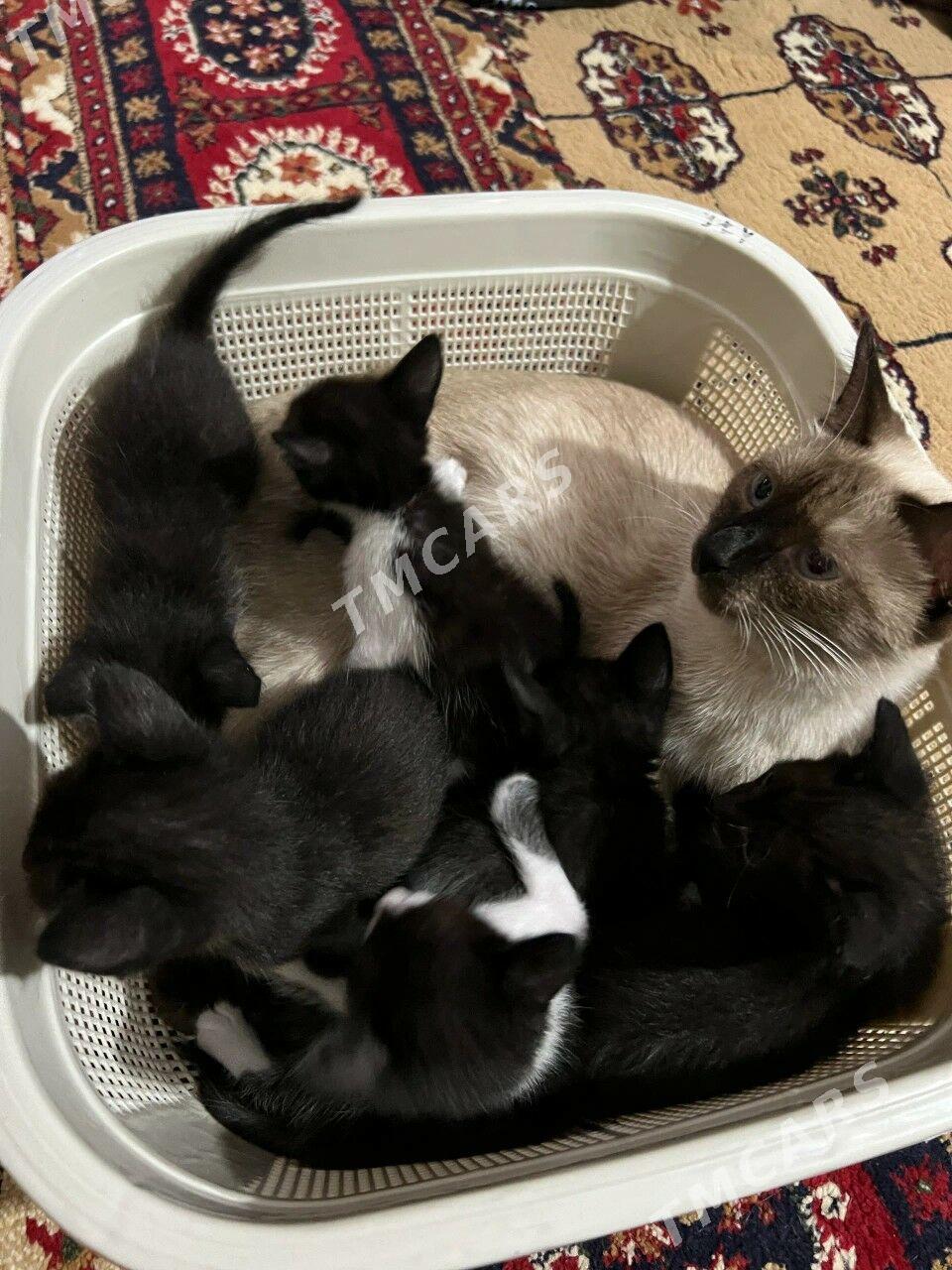 Котята , Pusijekler - Мары - img 3