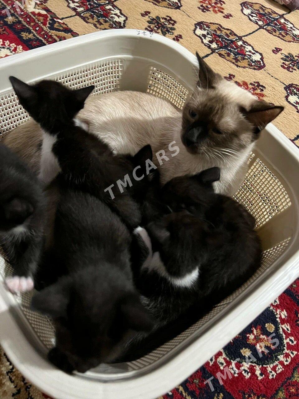 Котята , Pusijekler - Мары - img 2
