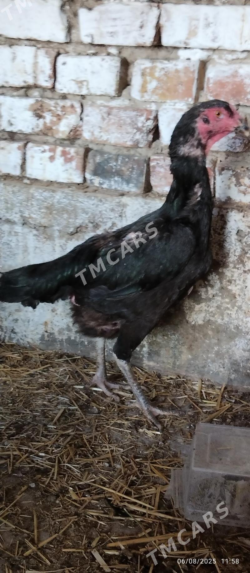 taskent maki - Hitrowka - img 6