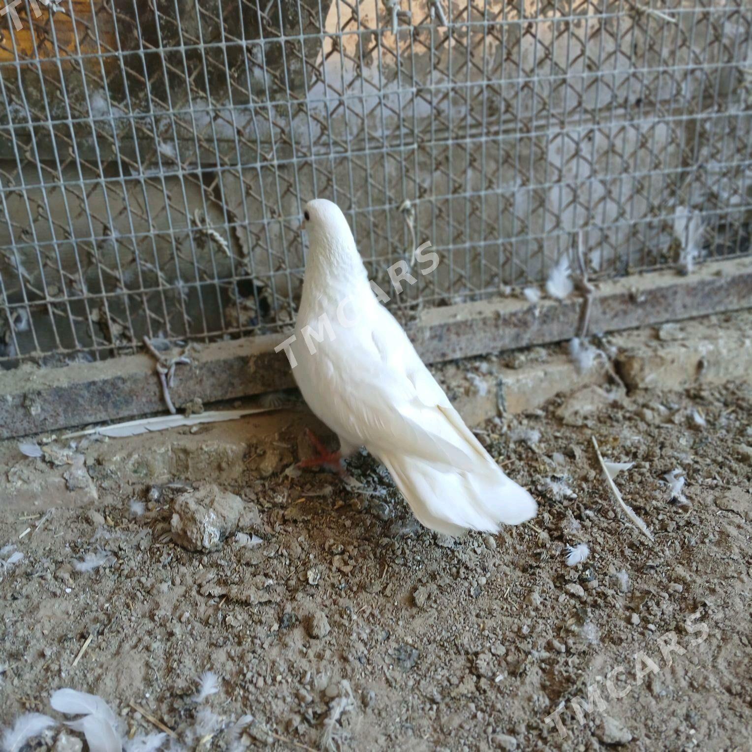 kepder - Mary - img 2