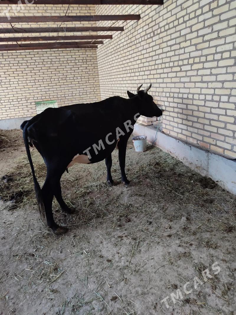 Saglyk sygyr - Dänew - img 2