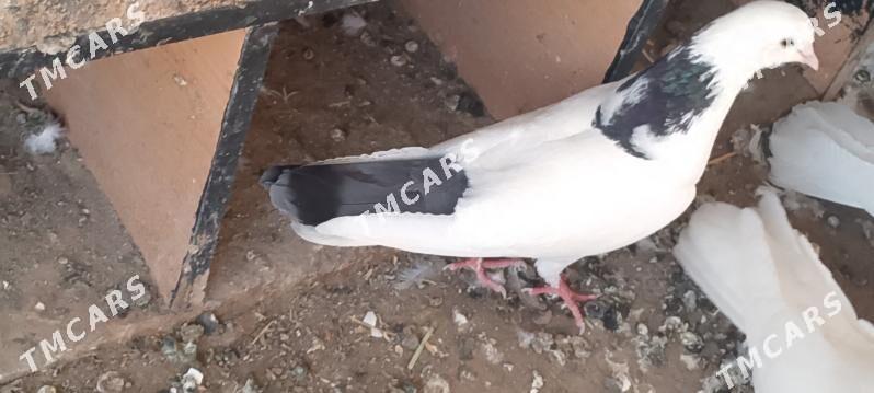 kepderi - Çoganly - img 2