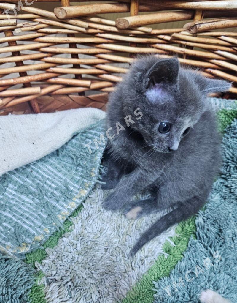 котенок метис - Ашхабад - img 2