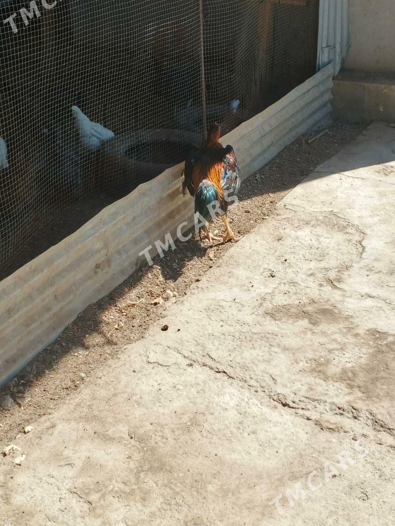horaz - Türkmenabat - img 2