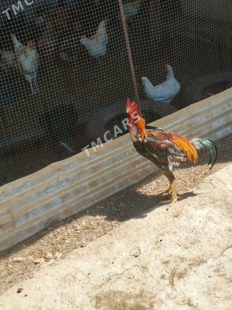 horaz - Türkmenabat - img 3