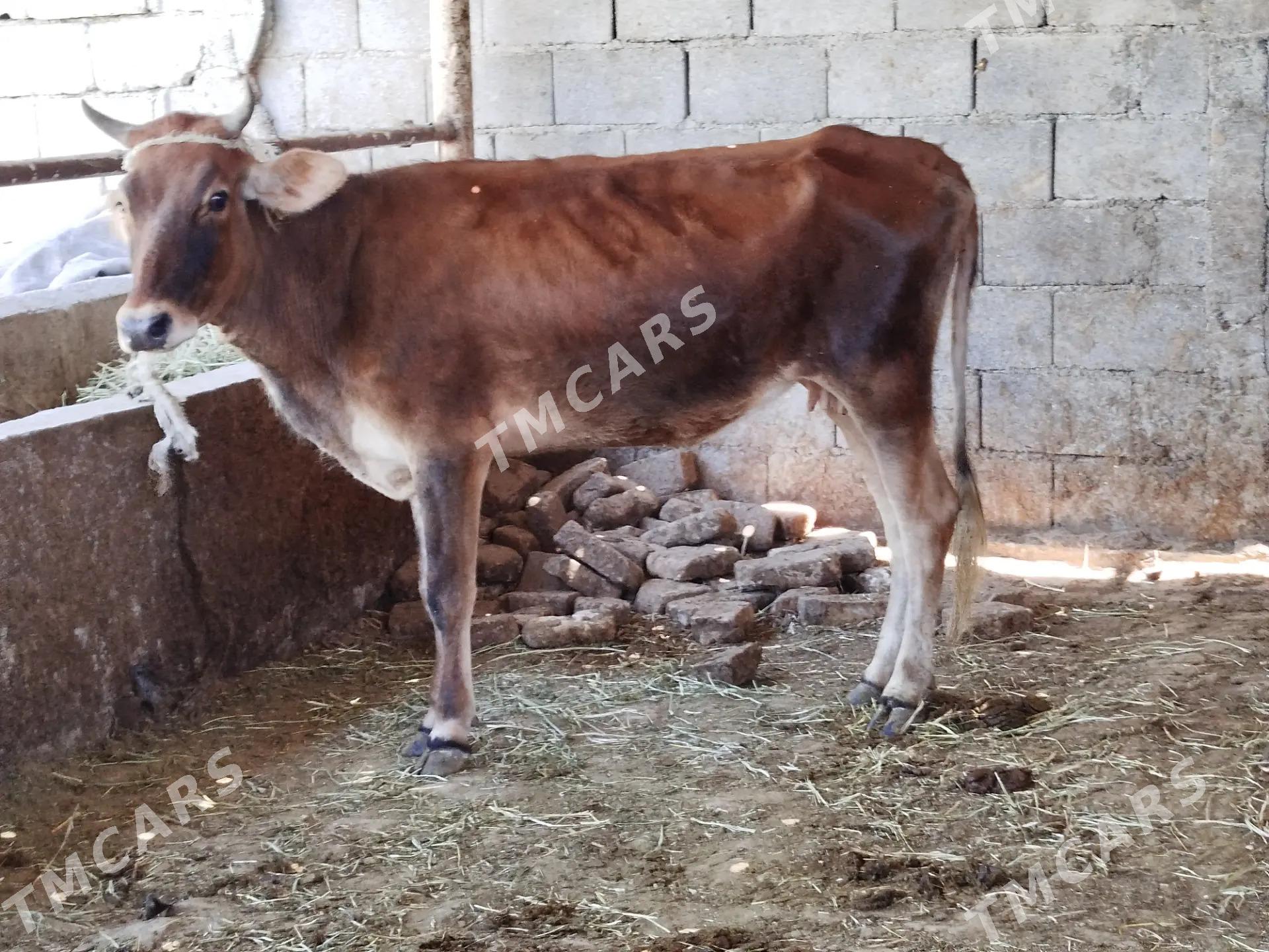 sygyr - Çoganly - img 2