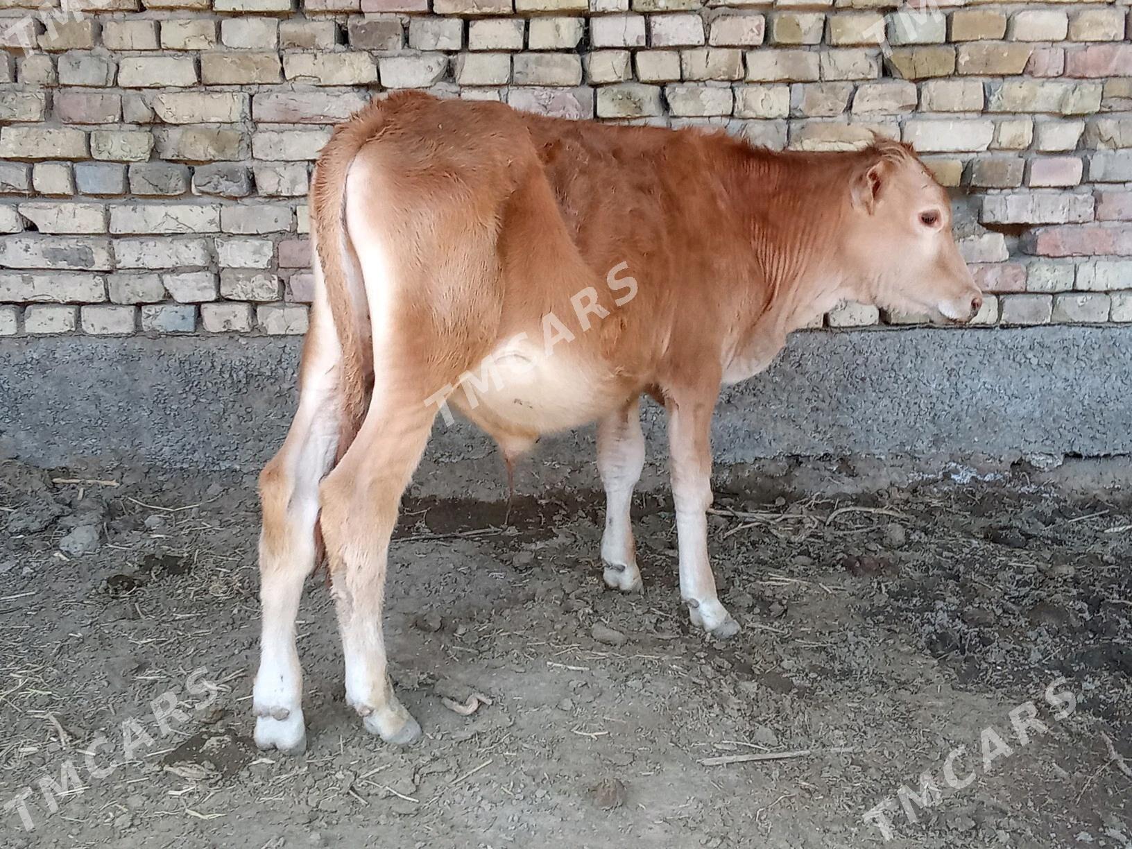 ÖKÜZCE - Mary - img 2