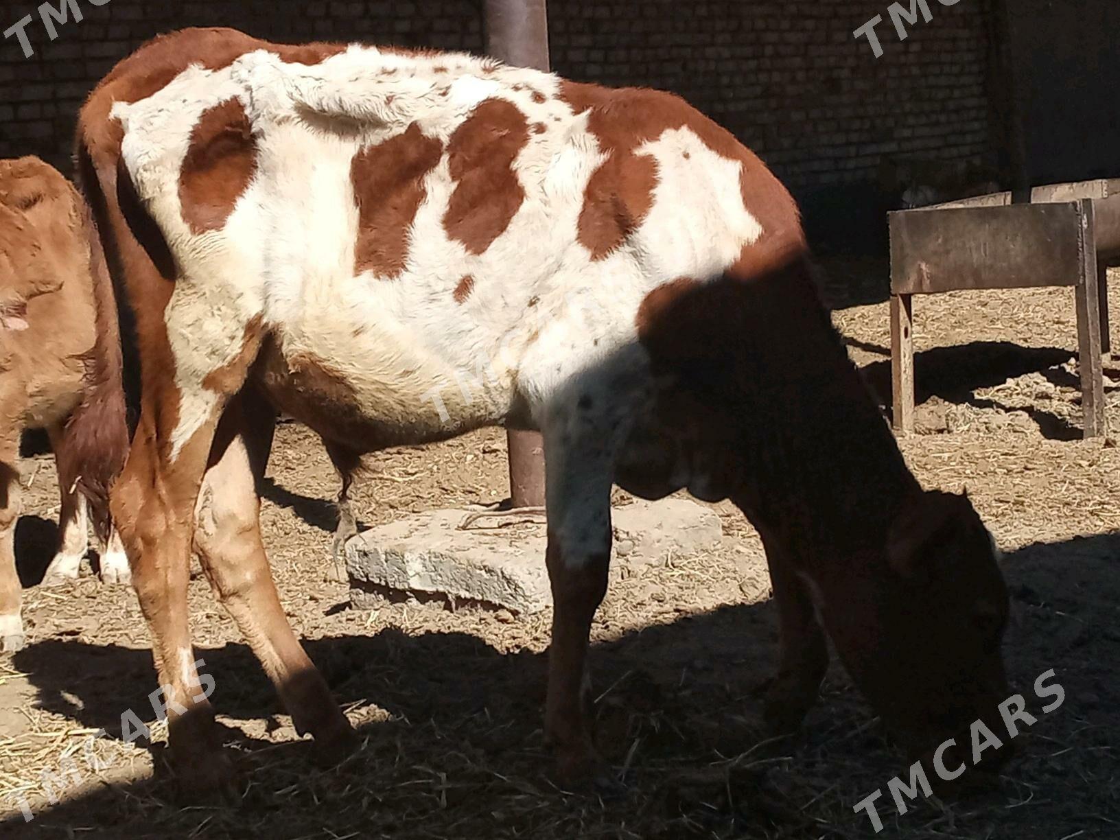 ÖKÜZCE - Mary - img 3