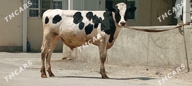 Galyşdeýin Öküz - Aşgabat - img 3