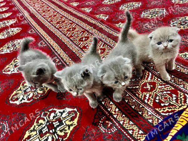Scottish Fold - Дашогуз - img 6