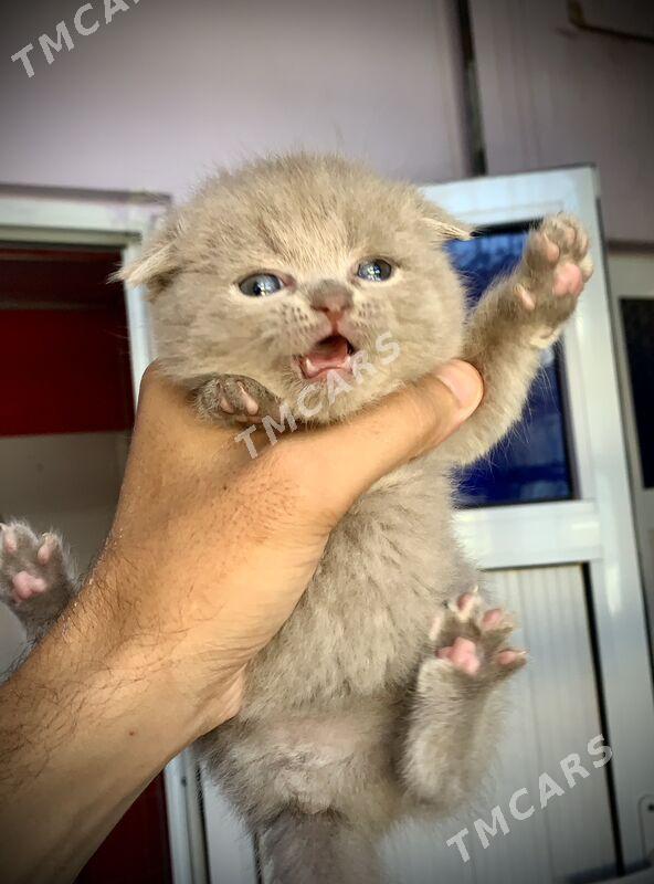 Scottish Fold - Дашогуз - img 3