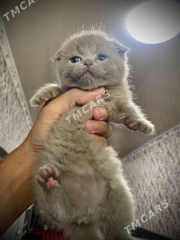 Scottish Fold - Дашогуз - img 4