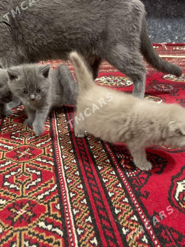 Scottish Fold - Дашогуз - img 9