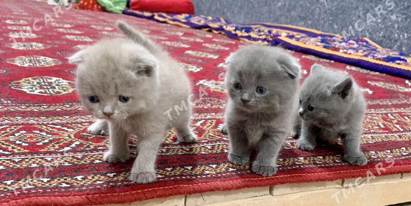Scottish Fold - Дашогуз - img 5