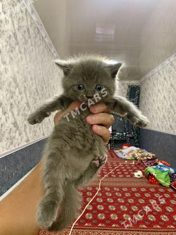 Scottish Fold - Дашогуз - img 2