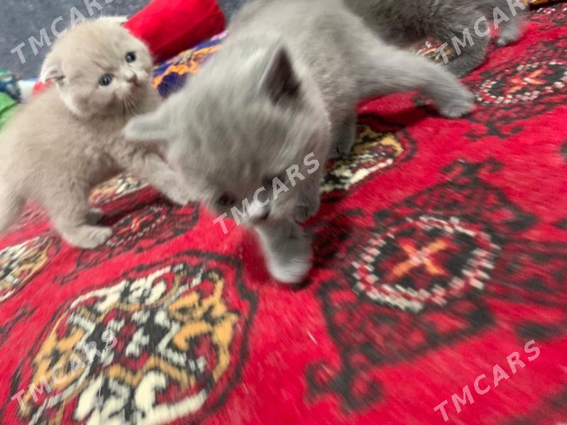 Scottish Fold - Дашогуз - img 7