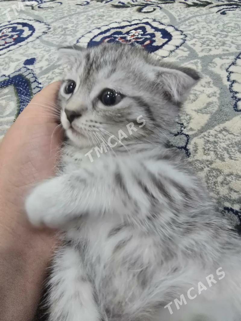 Şatlaski pişik - Daşoguz - img 3