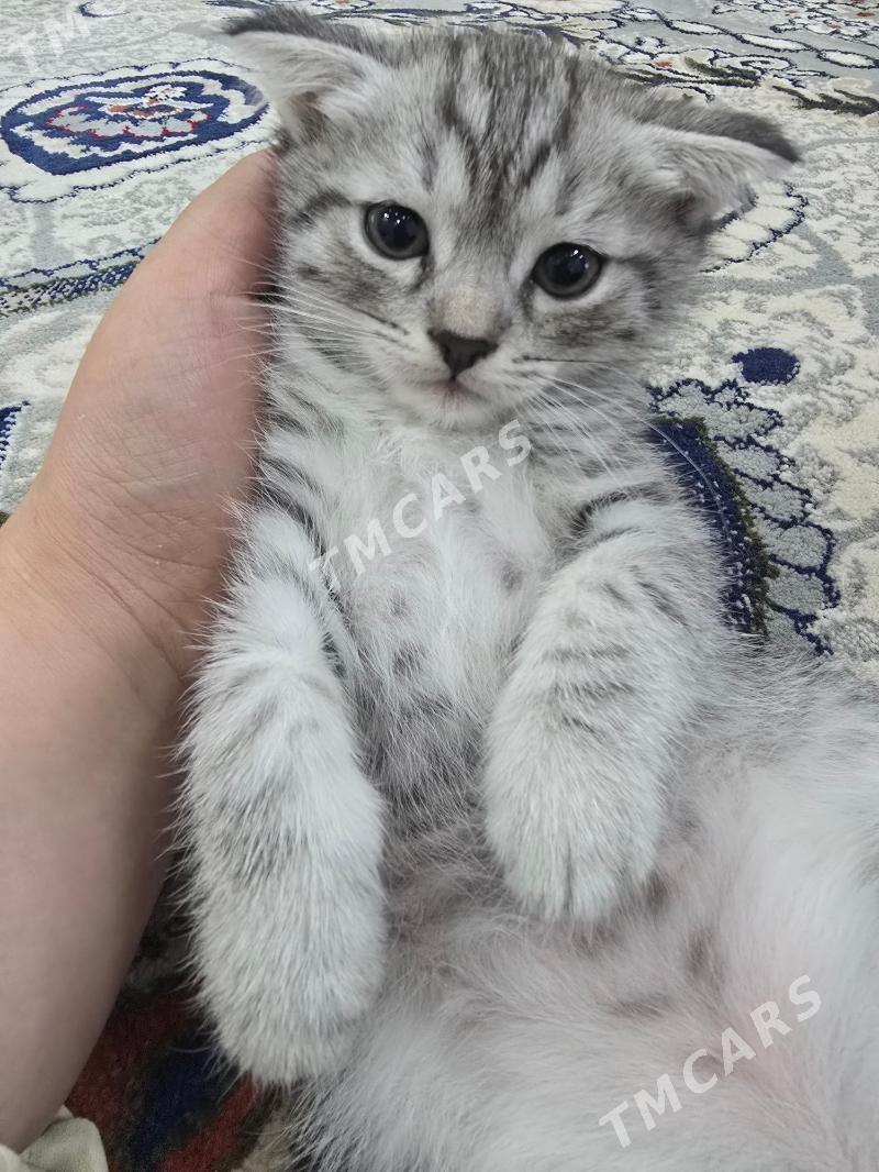 Şatlaski pişik - Daşoguz - img 4
