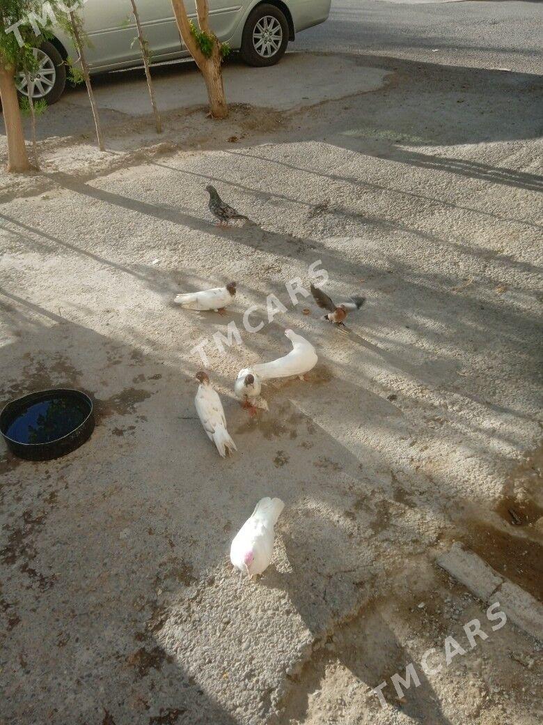 kepderi - 3 mkr - img 2