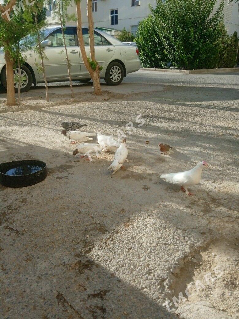 kepderi - 3 mkr - img 3