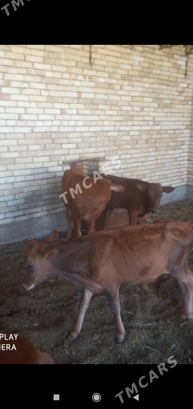 3 sany òkùzçe gòle - Mary - img 2