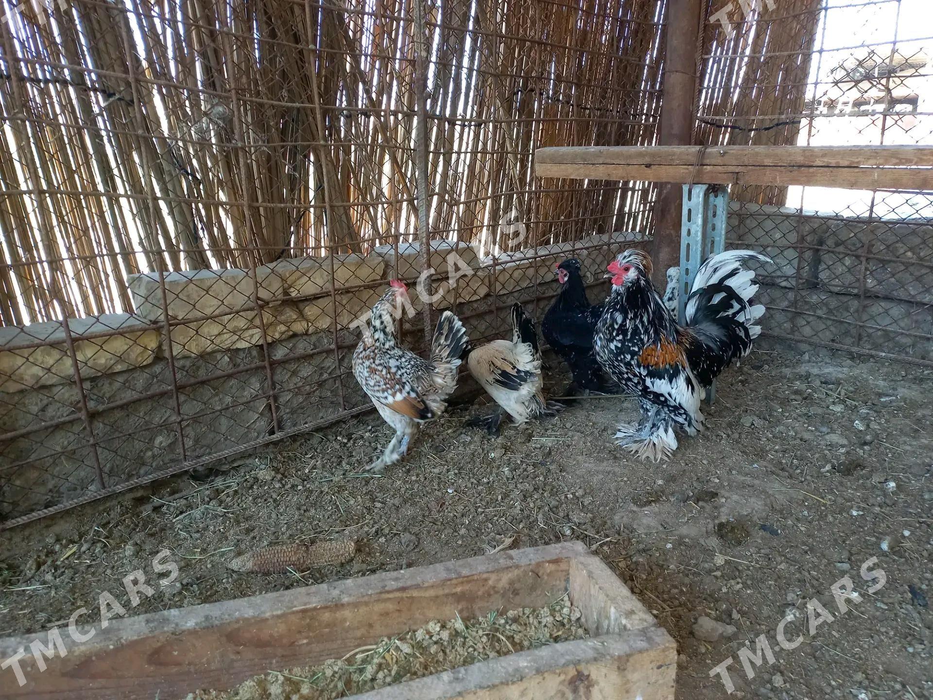 Cil karlik mramyr - Murgap - img 2