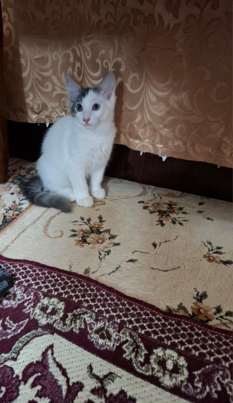 КОТЕНОЧЕК - Ашхабад - img 5