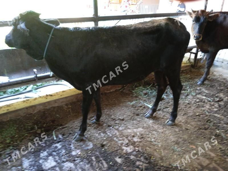 öküzler ve unajynlar - Türkmenabat - img 4