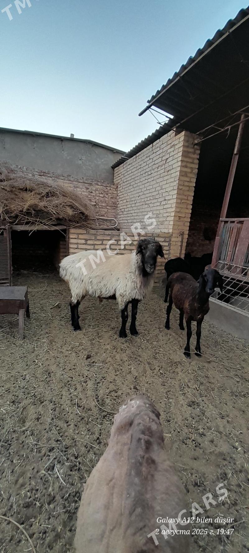 goç - Халач - img 2