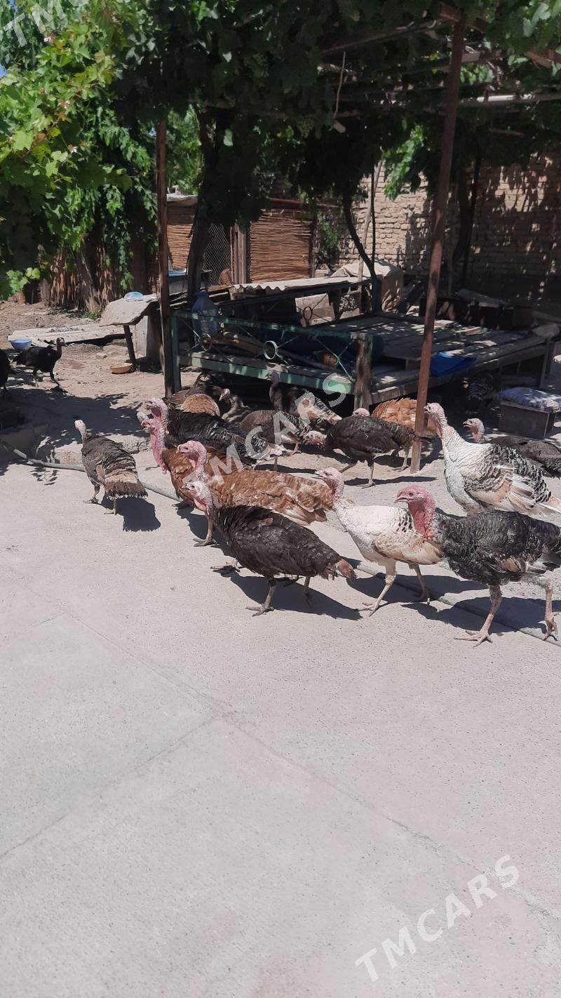 induk - Köşi - img 3