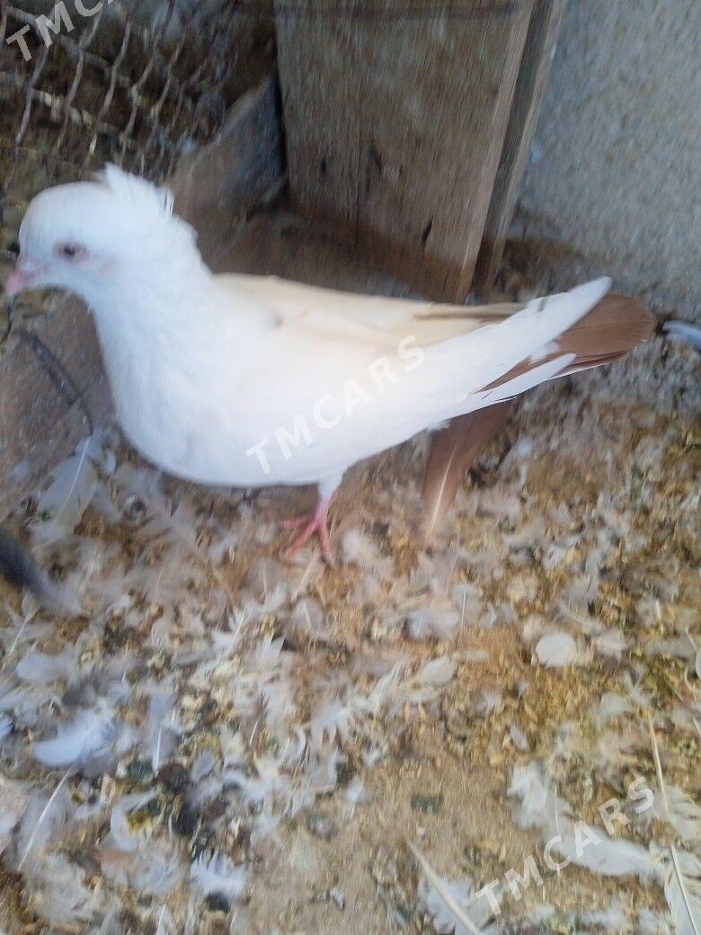kepderi - Aşgabat - img 3