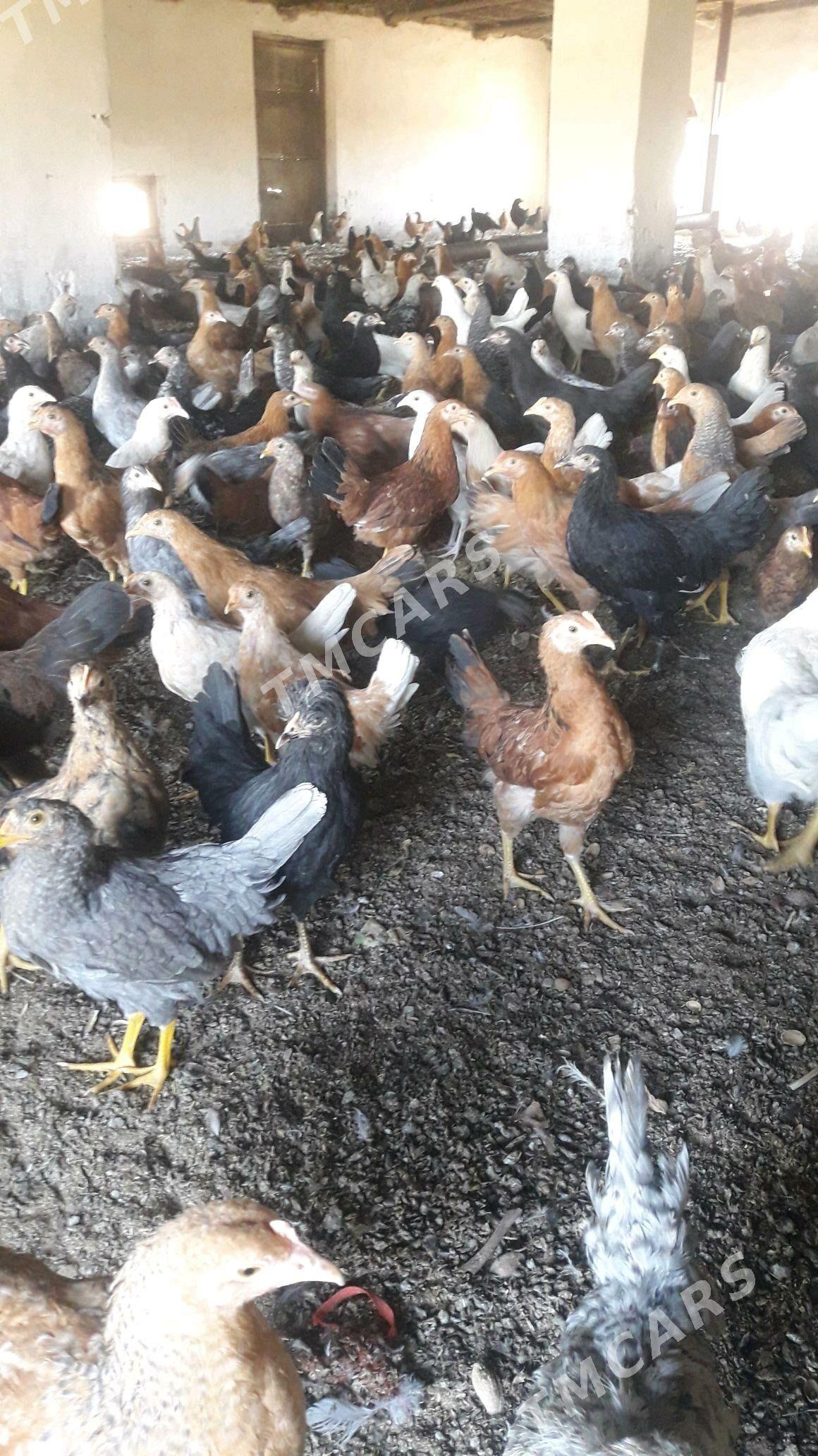 3.5 aylyk juyje - Sakarçäge - img 2