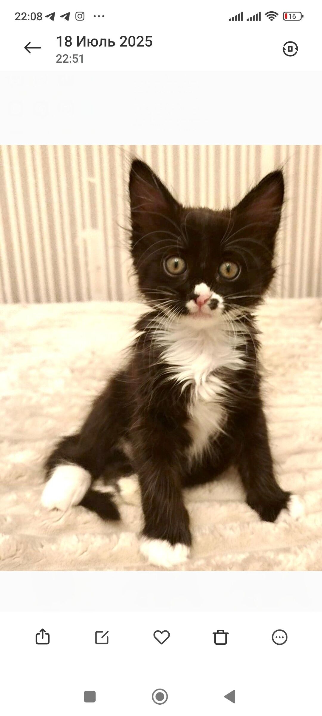 Котёнок 1.5 месяца - Ашхабад - img 1