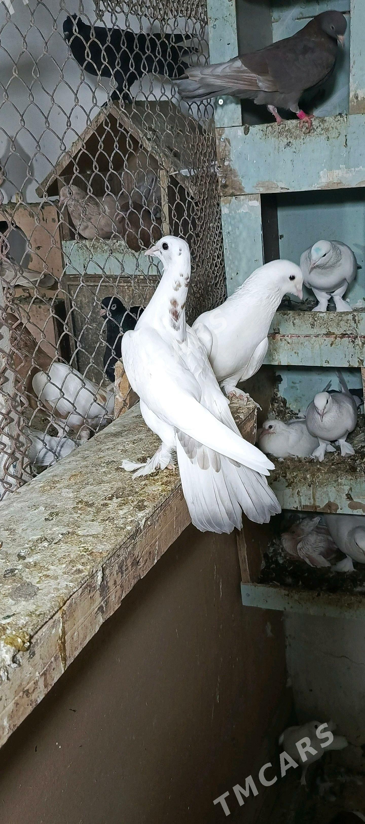 kepderi - Hitrowka - img 2