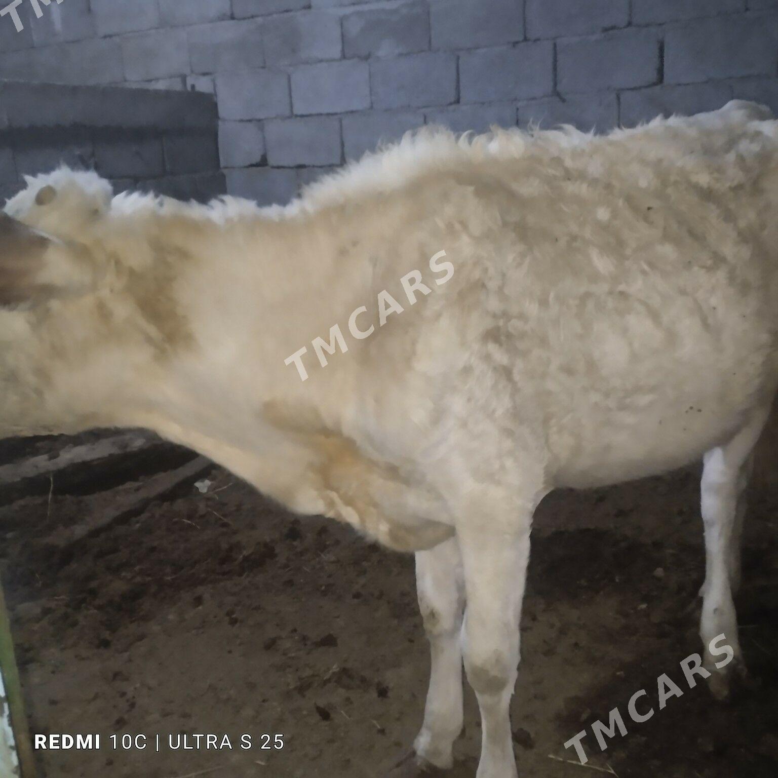 tuve - Ашхабад - img 2