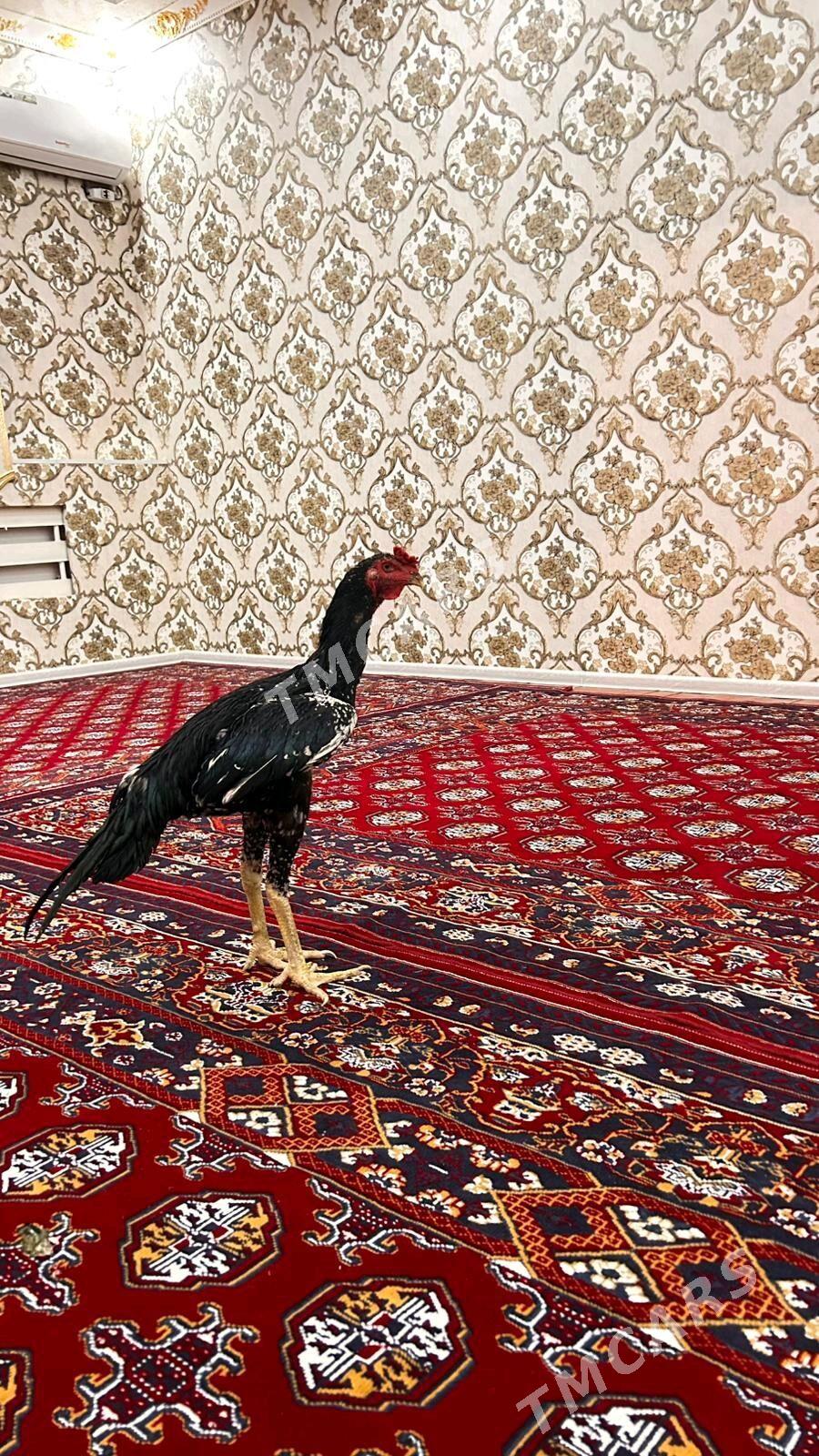 horaz - Şabat etr. - img 2