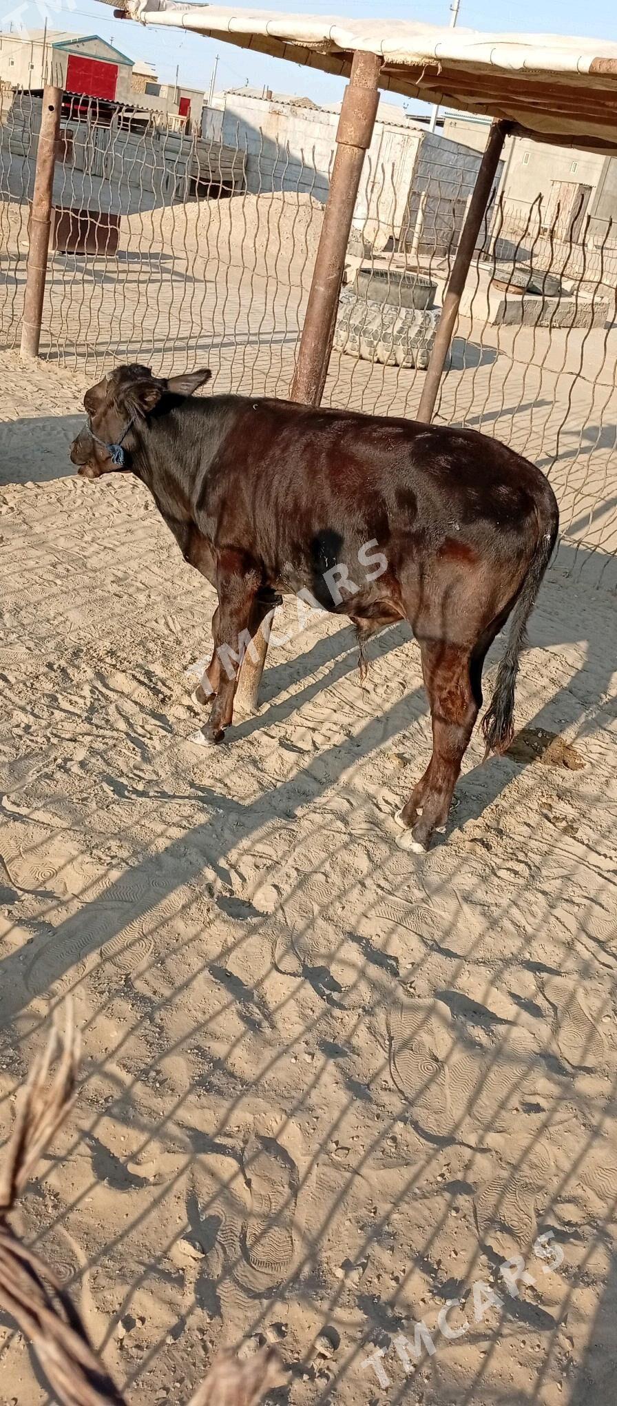 Öküzçe - Esenguly - img 1