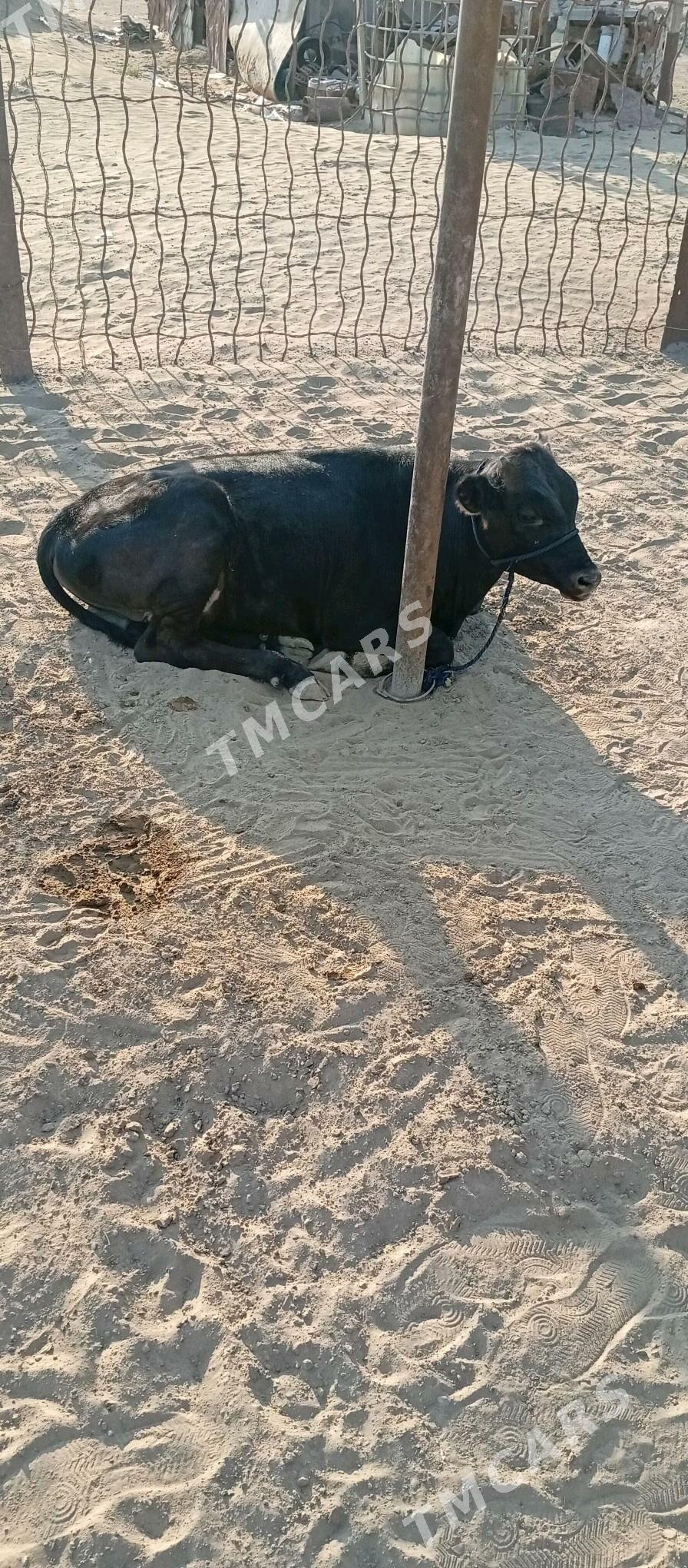 Öküzçe - Esenguly - img 2