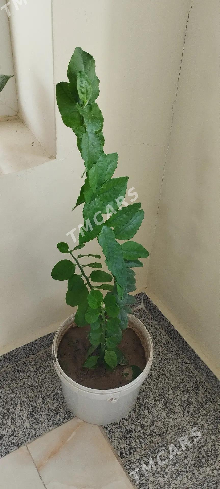 Öý we Ofis üçin - Aşgabat - img 2