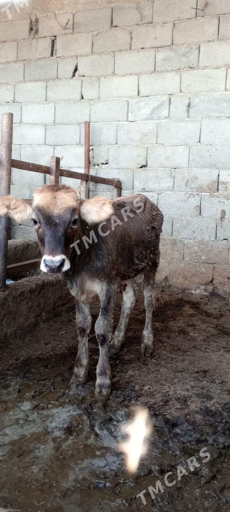öküz siwes yerli tohum - Гёкдепе - img 3