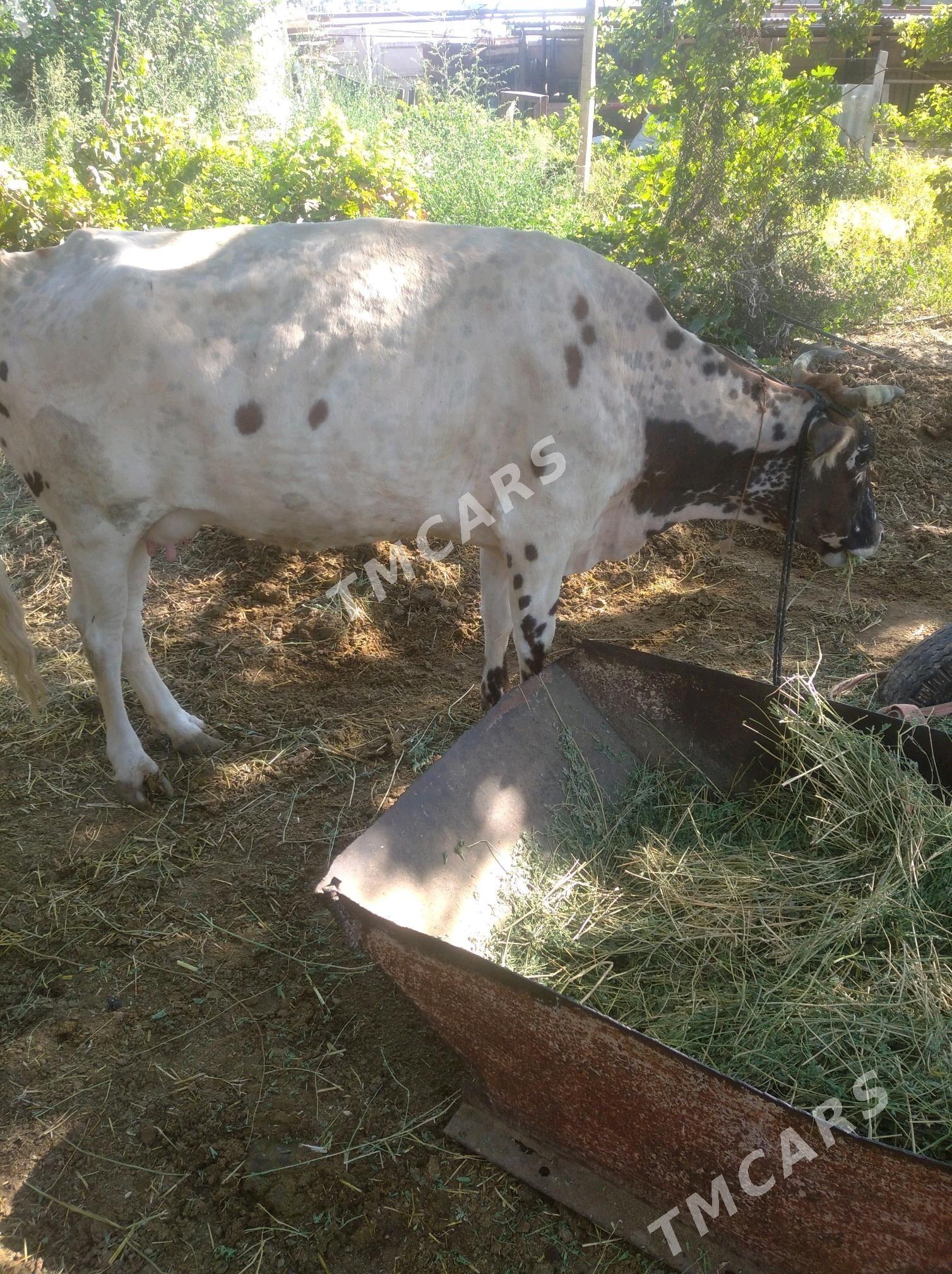 goleli sygyr - Гёкдепе - img 2