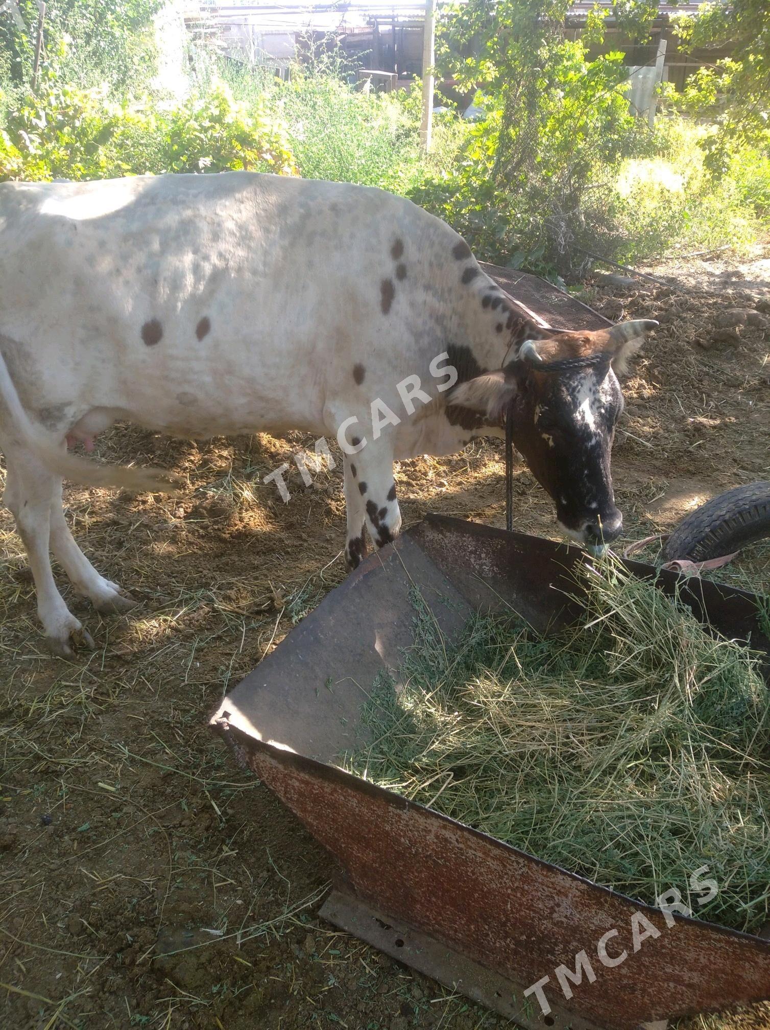 goleli sygyr - Гёкдепе - img 3