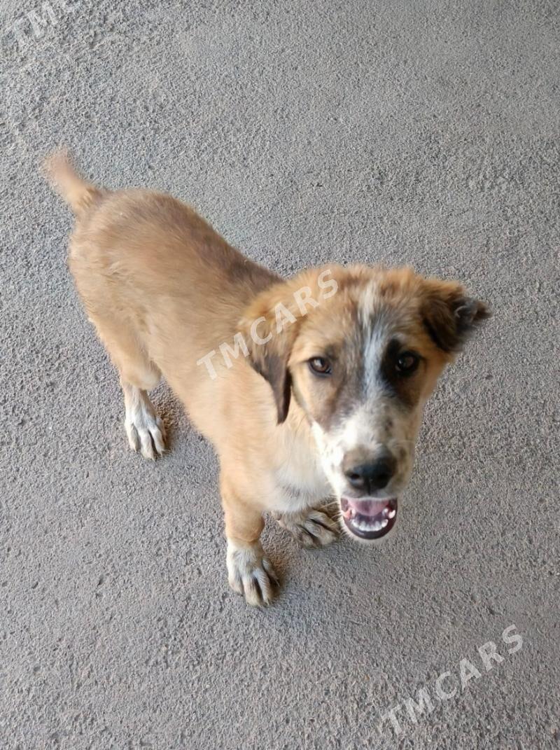 Gyjuk - Daşoguz - img 2