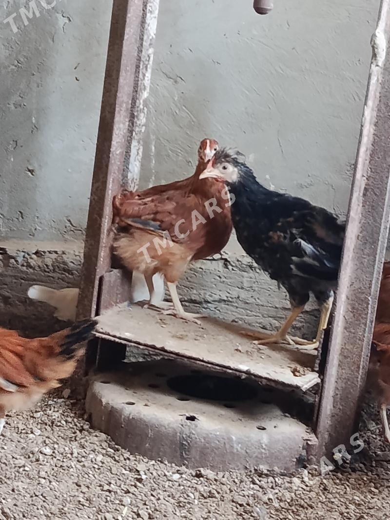 Tejen towuk - Wekilbazar - img 2